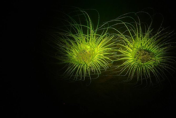 Aruba 1-Tank guided UV Night Dive for certified divers with rental equipment - What fluorescent light reveals at The Hole in the Wall