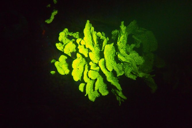 Aruba 1-Tank guided UV Night Dive for certified divers with rental equipment - What you may see beneath the UV light