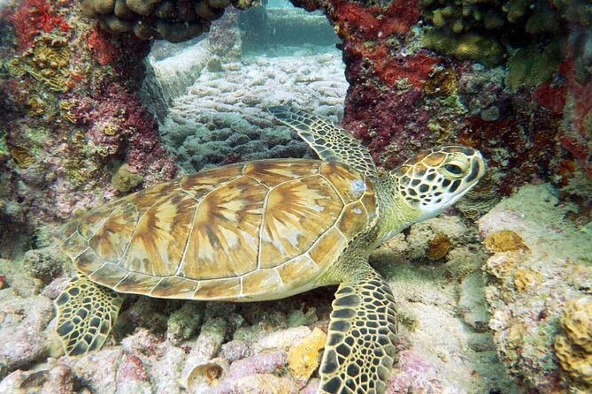 Aruba 2-Tank Dive Excursion for Certified Divers - Equipment, certification, and fitness rules