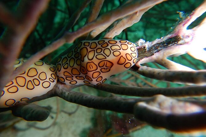 Aruba 2-Tank Dive Excursion for Certified Divers - Who should book this Aruba outing?