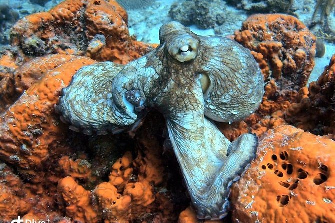 Aruba 2-Tank guided Dive for certified divers / own equipment - Price and overall value at $109
