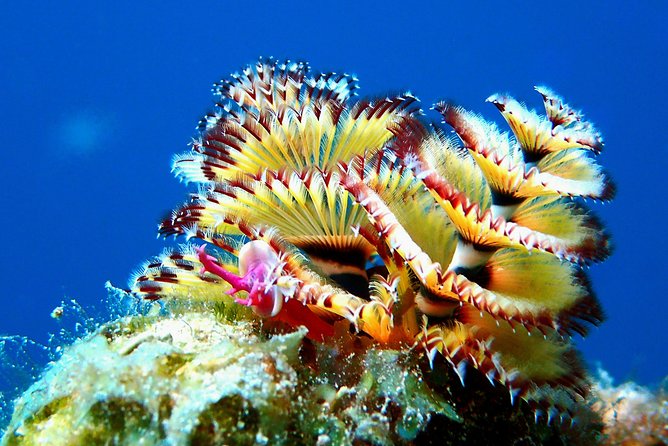 Aruba 2-Tank guided Dive for certified divers / own equipment - Why your own equipment changes the experience