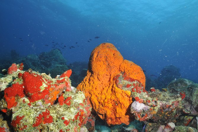 Aruba 2-Tank Guided Dive for Certified Divers / rental equipment - The first boat ride and underwater site