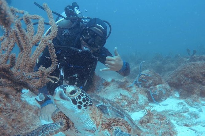 Aruba Certified Scuba Diving - Marine Life Around the Reef Sites