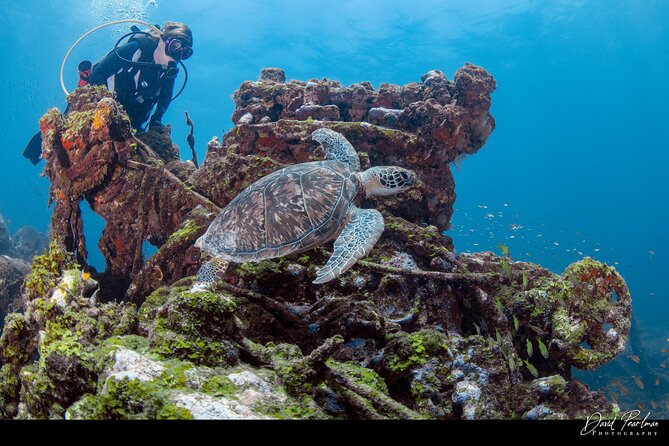 Aruba Guided Night Dive Adventure: Shallow Reefs or Shipwrecks - How the one-hour schedule works