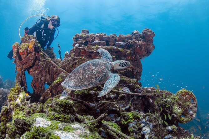 Aruba One or Two Tank Scuba Dive - Booking, cancellation, and who should choose it