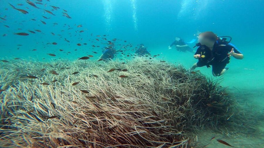 Athens East Coast: Discover Scuba Diving in Nea Makri - The 30 to 40 minute seabed visit