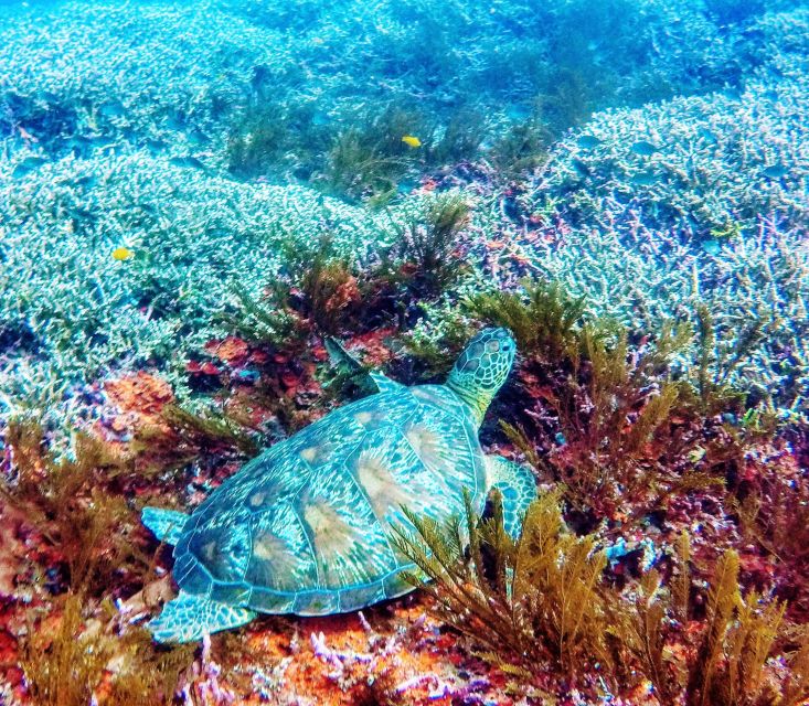 Bali: 2-Day PADI Advanced Open Water Course - Transport, meals, and what to pack