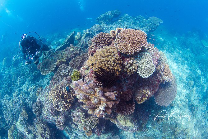 Bali Diving Day Trip-Manta Point/Tulamben Shipwreck-Fun Dive - Your 7 a.m. Start From Sanur