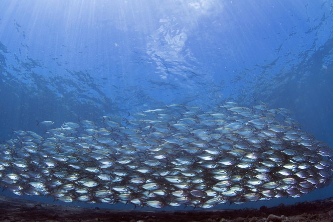 Bali Diving Day Trip-Manta Point/Tulamben Shipwreck-Fun Dive - Lunch, Water, and the Return to Sanur