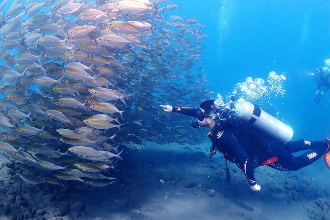 Bali Diving for Beginners: Tulamben Liberty Wreck - Is $89 good value?