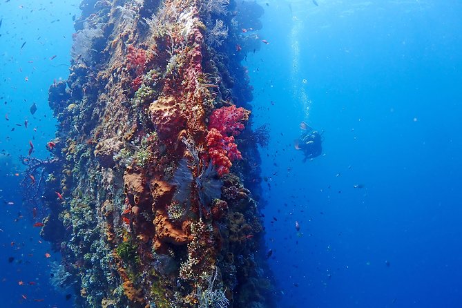 Bali Diving for Beginners: Tulamben Liberty Wreck - Who will enjoy this most?