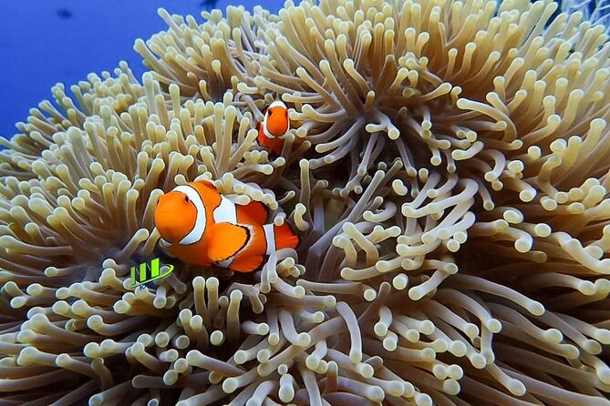 Bali Full Day Experience Scuba Diving Tour at Tulamben - Why Tulamben makes a good Bali scuba base