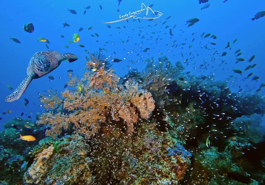 Bali/Nusa Penida: 3 Fun Dives to Manta Point, Mola & Reef - Key points at a glance