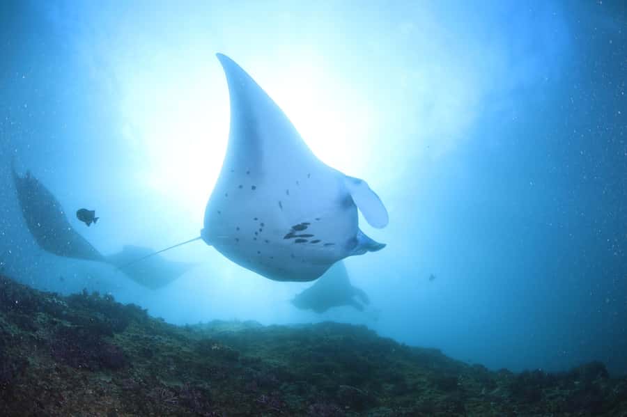 Bali/Nusa Penida: 3 Fun Dives to Manta Point, Mola & Reef - Guide quality and group safety