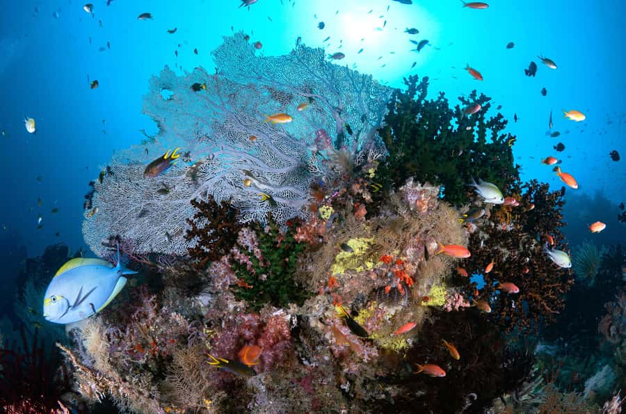 Bali/Nusa Penida: 3 Fun Dives to Manta Point, Mola & Reef - Who should book this Nusa Penida outing