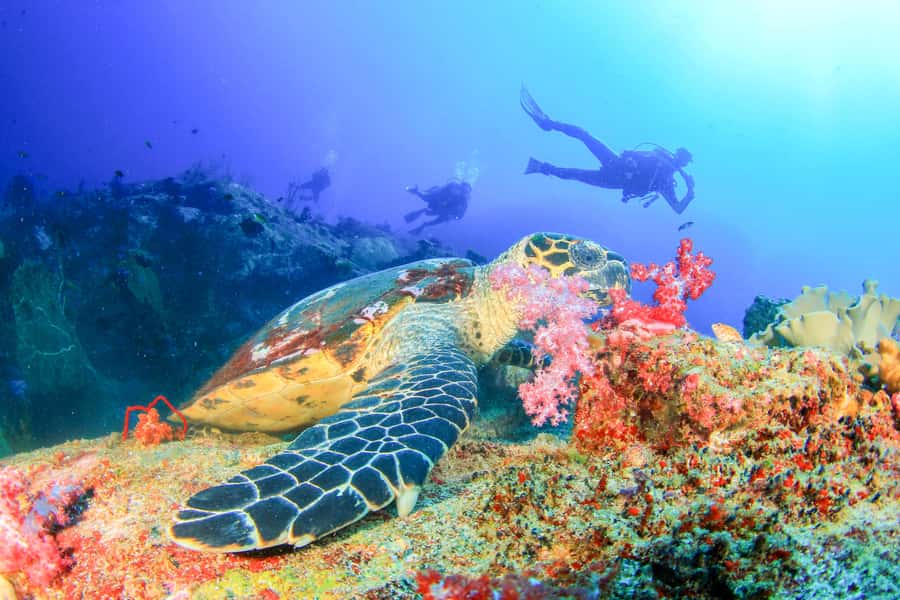Bali: Padangbai Blue Lagoon Beginner's Dive Experience - Why Padangbai is a good first underwater outing