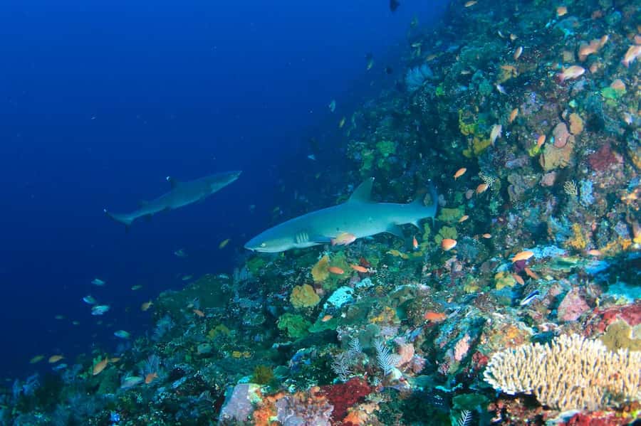 Bali: Padangbai Blue Lagoon Scuba Diving Private Tour - Key points before you book