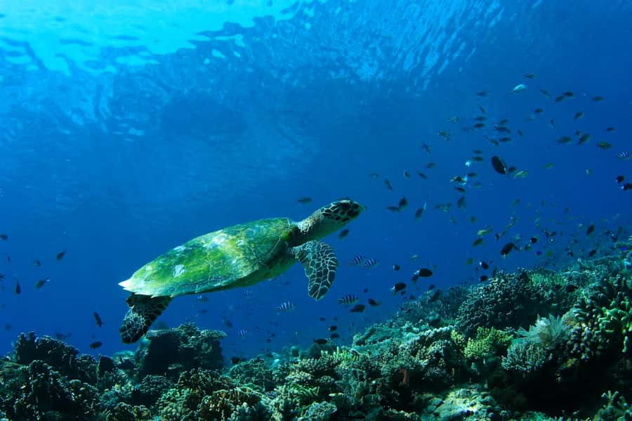 Bali: Padangbai Blue Lagoon Scuba Diving Private Tour - The 7:30 a.m. pickup from southern Bali