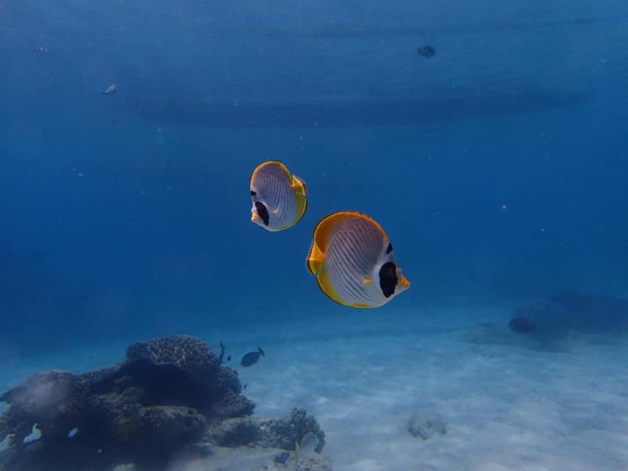 Bali: Padangbai Blue Lagoon Scuba Diving Private Tour - Blue Lagoon from 5 to 30 meters
