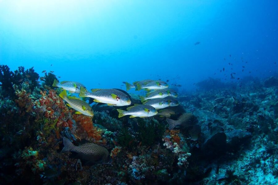 Bali: Padangbai Blue Lagoon Scuba Diving Private Tour - Lunch and the useful extras