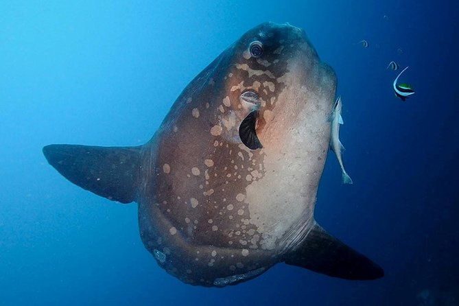 Bali Scuba Diving at Nusa Penida Manta Point For Certified Diver - What the $180 price really covers