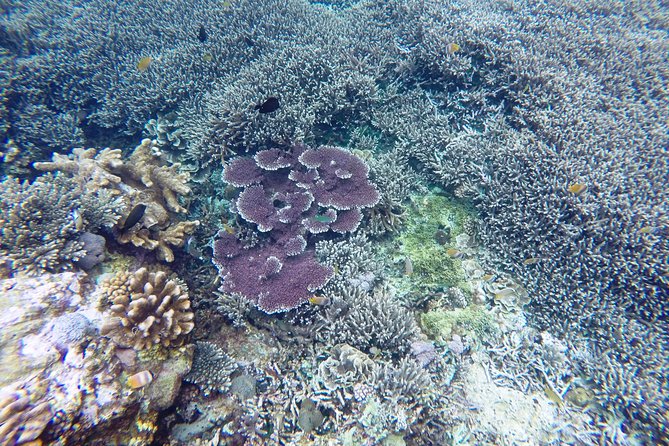 Bali Scuba Diving at Nusa Penida Manta Point For Certified Diver - Starting in Sanur at 7:00 a.m.
