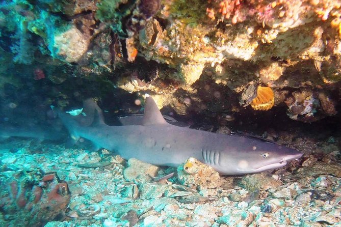 Bali Scuba Diving at Padang Bai for Certified Diver - Why Padang Bai makes sense for a day of scuba