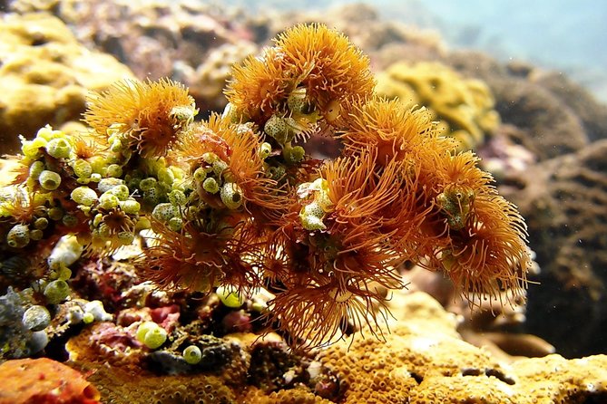 Bali Scuba Diving at Padang Bai for Certified Diver - What the boat format adds