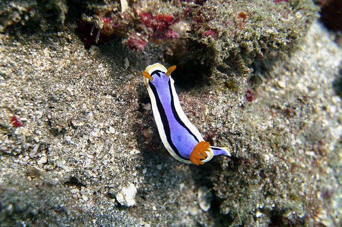 Bali Scuba Diving at Padang Bai for Certified Diver - The return to Sanur and your hotel