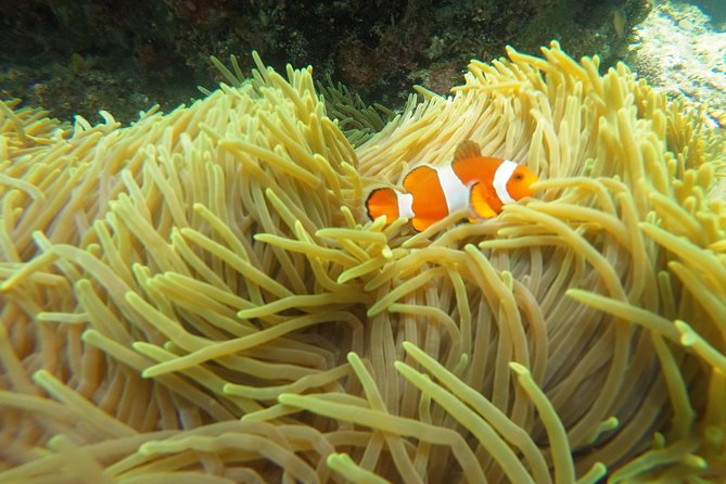 Bali Scuba Diving at Padang Bai for Certified Diver - Equipment, safety, and certification