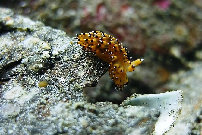 Bali Scuba Diving trip at Tulamben for Certified Diver - Lunch at the beach before session two