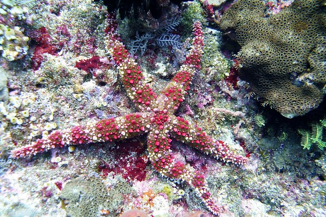 Bali Scuba Diving trip at Tulamben for Certified Diver - The second session at 1 p.m.