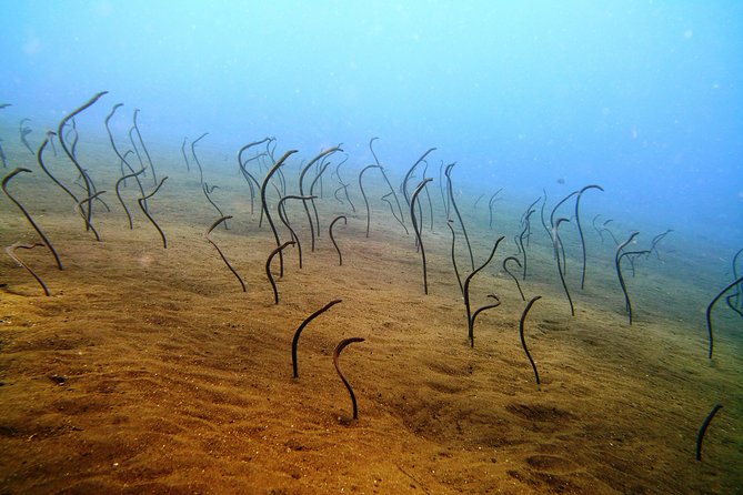 Bali Scuba Diving trip at Tulamben for Certified Diver - What the $98.34 price really covers