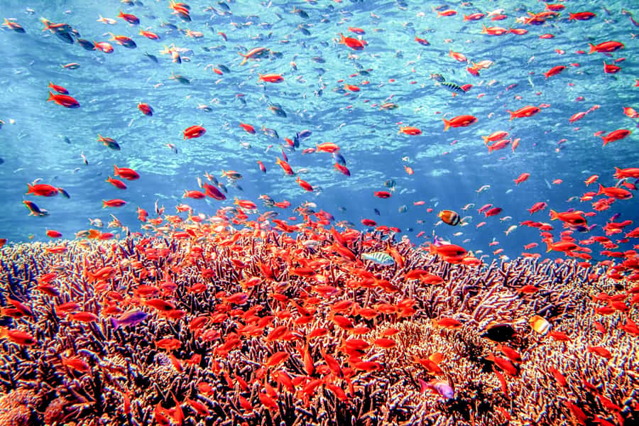 Bali: Tulamben Bay and the USAT Liberty Wreck Dive - The long road to Bali’s northeast coast