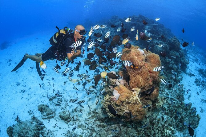 Baptism diving in the turquoise waters of Tahiti - Starting at InterContinental Tahiti at 2:00 pm