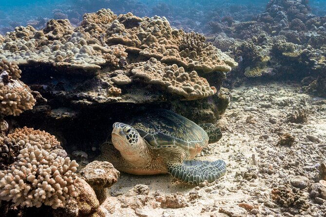 Baptism: introductory dive at Moorea Fun Dive - Exploring L’Aquarium in Moorea’s Lagoon
