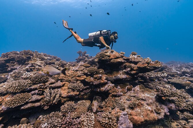 Baptism: introductory dive at Moorea Fun Dive - Who Should Book This Introductory Session?