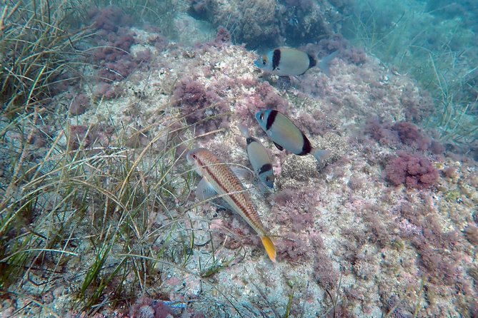 Baptism of diving from boat - A shallow first underwater session