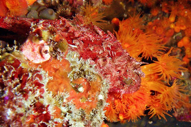 Baptism of diving in the Natural Park of the Strait - A gradual start before the underwater route