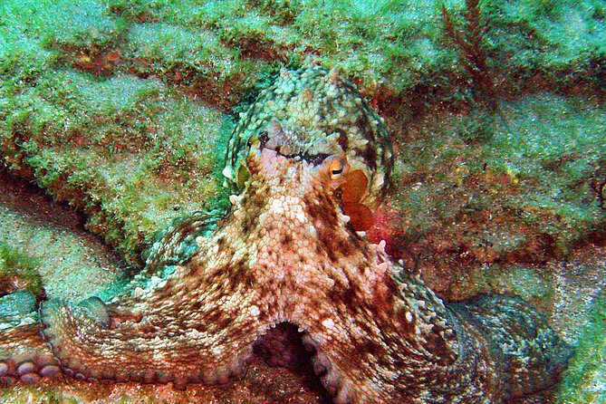 Baptism of diving in the Natural Park of the Strait - Is $80.32 a fair price?