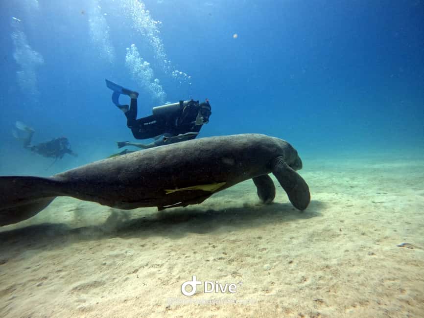 Bayahibe: PADI Open Water Course by Go Dive Bayahibe - Four sea sessions and the Chicho Cave visit