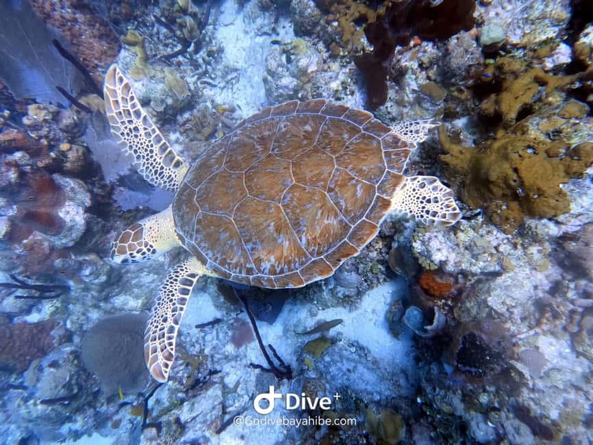 Bayahibe: PADI Open Water Course by Go Dive Bayahibe - Transport, timing, and the first morning