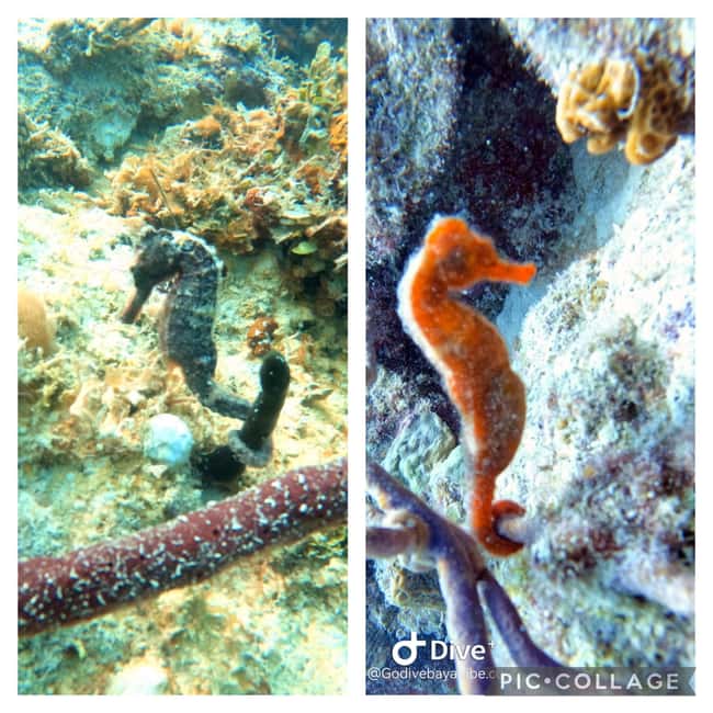 Bayahibe: Scuba Diving Initiation by Go Dive Bayahibe - Quick points to know