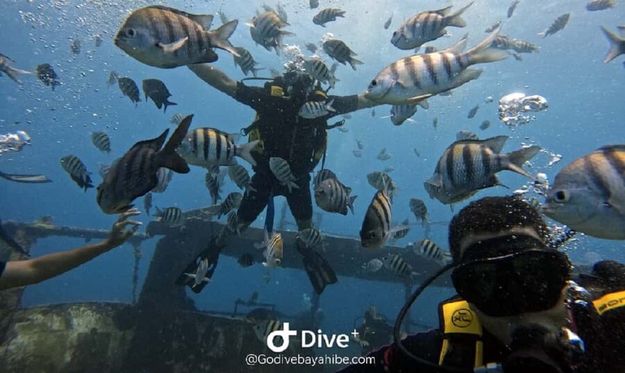 Bayahibe: Scuba Diving Initiation by Go Dive Bayahibe - A gentle introduction at Go Dive Bayahibe