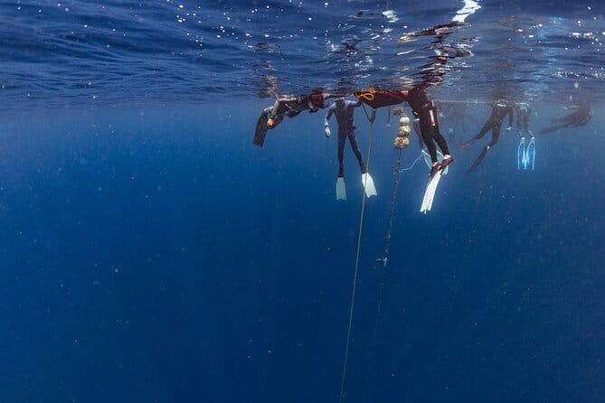 Beginner Freediving Course (with Bonus Session) - Pickup, meeting point, and the daily rhythm