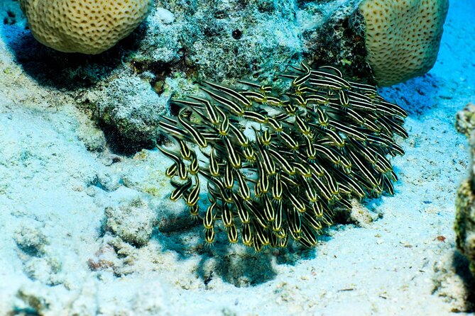Beginner Scuba Dive 2 diving Stops & Lunch Boat Trip - El Quseir - Lunch, coffee, and a proper pause