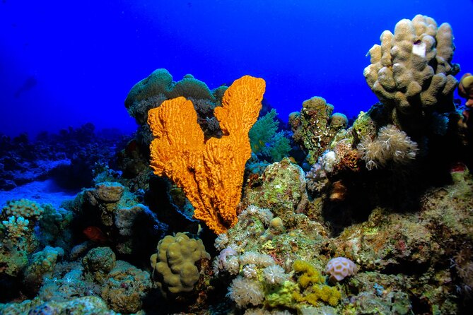 Beginner Scuba Dive 2 diving Stops & Lunch Boat Trip - El Quseir - What the $72 price really covers