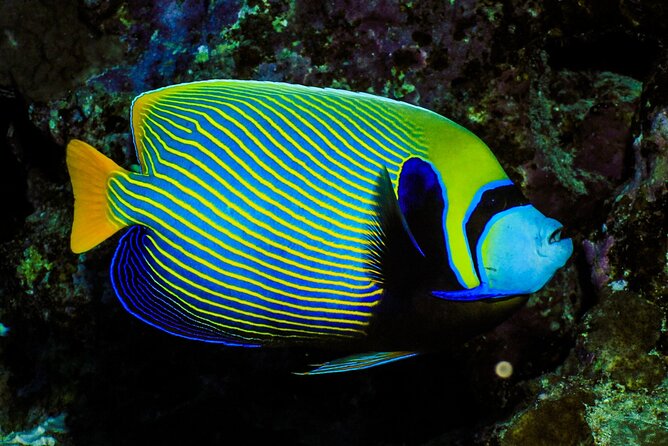 Beginner Scuba Dive 2 diving Stops & Lunch Boat Trip - El Quseir - Who should book this boat day?