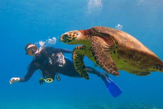 Beginner Scuba Dive in Lahaina: Swimming Required - Key things to know before booking